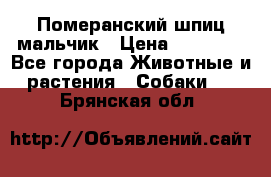 Померанский шпиц мальчик › Цена ­ 30 000 - Все города Животные и растения » Собаки   . Брянская обл.